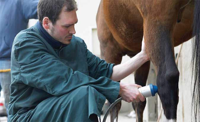 schockwave terapia ad onde d'urto veterinaria cavalli